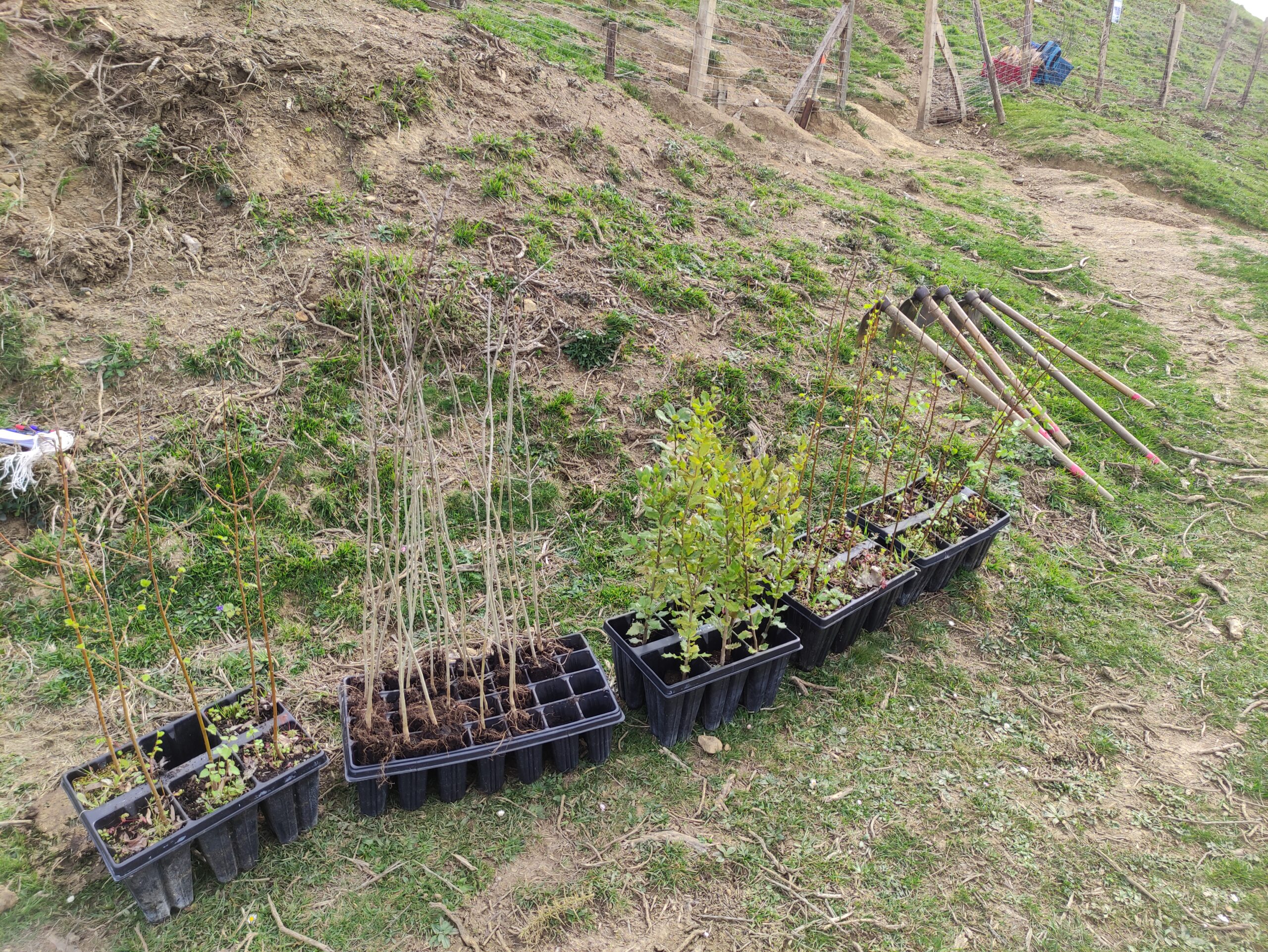 Ekoetxea Meatzaldea celebra el Día del Árbol con la plantación de 75 ejemplares autóctonos 