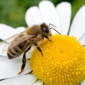 ABERASKA, miel y abejas
