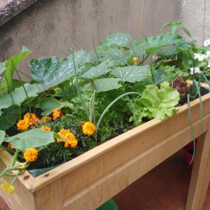 Eko Baratzak: crea tu propio rincón verde sin salir de casa