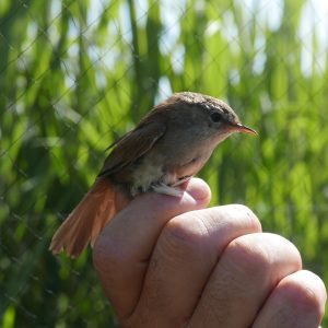 Conoce y protege las aves: la importancia del anillamiento científico