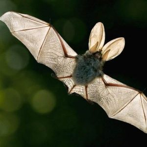 Leyendas sobre los mamíferos voladores