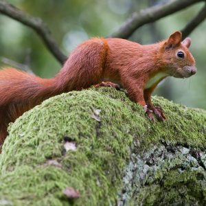 Animaliak gure lagunak