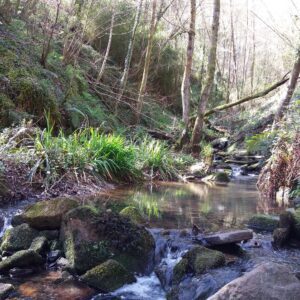 Erakusketa: "Ibaiertzeko basoa: ibaiaren aterpea eta basoko bizitzaren babeslekua"