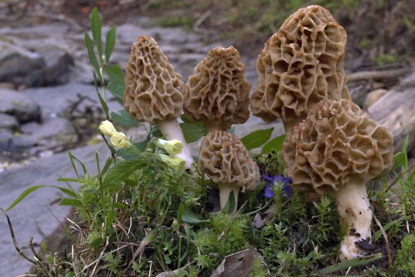Morchella-fluvialis