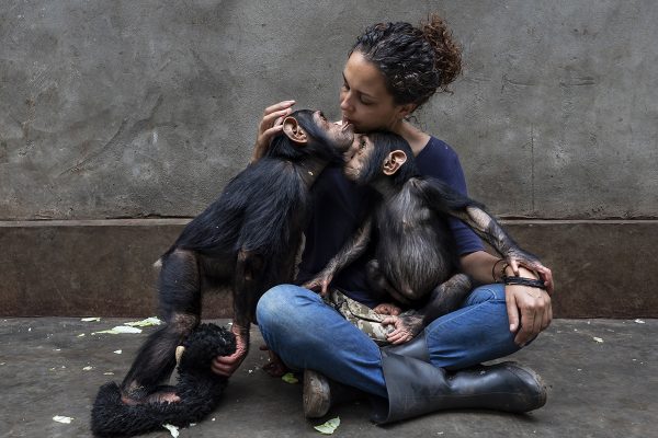 LWIRO, EASTERN DEMOCRATIC REPUBLIC OF CONGO, 25 NOVEMBER 2019: Itsazo, the director at the Lwiro Chimpanzee rescue and sanctuary center, introduce two new rescued baby chimps into the juvenile enclosure at the center. Itsazo is careful to introduce the new babies slowly, seperating the large juveniles first and slowly allowing the group to meet the two new arrivals. They will be closely monitored by the keepers who live with the juvenile and baby chimps 24/7 in their enclosure and at night in their night dormitory. These chimps are all rescues and come from the bushmeat trade in DRC after their mothers were killed for bushmeat. The babies are often taken for sale and sometimes for pets. As a result many of these chimps have lived lives of isolation, suffering and cruelty. The sanctuary is a place where they can learn to be chimps for the first time and interact with other chimps. They were brought to the sanctuary after being rescued either by the Congolese Conservation authority or the Lwiro staff. (Photo by Brent Stirton/Getty Images for National Geographic Magazine.)