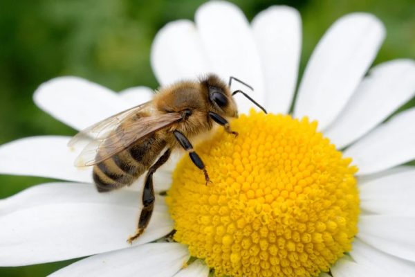 abeja_01