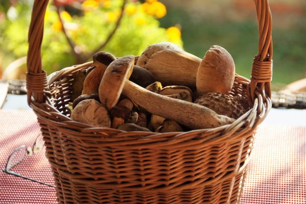 basket-of-mushrooms-4440651_1280