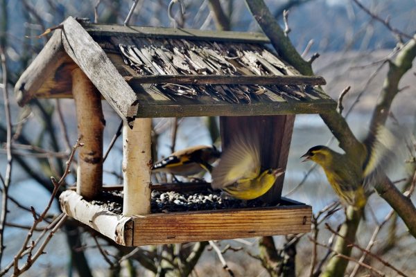 birds-664232_1280