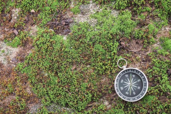 compass-with-green-moss-background-the-concept-of-world-tourism-day-searching-the-right-directions-and-travel-free-photo
