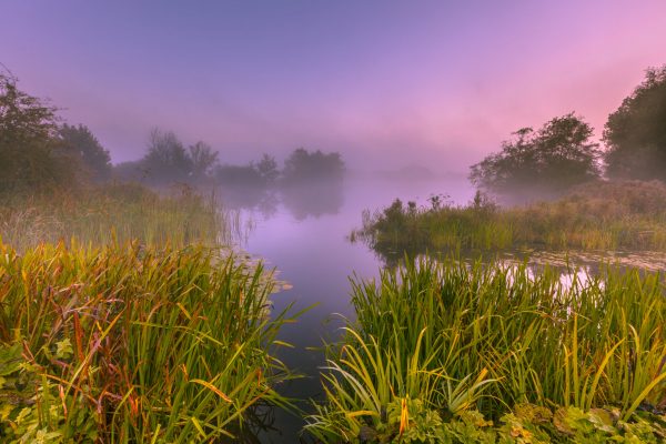 Foggy marshland on an early morning in september near Haren, groningen, Netherlands