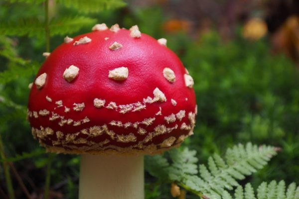 mushrooms-4555279_1280