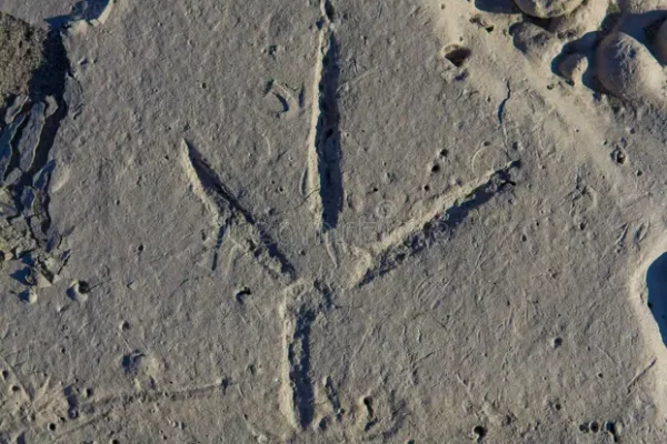 pista-del-pájaro-en-la-arena-60278576